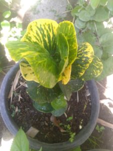 Tanaman puring Sri tanjung