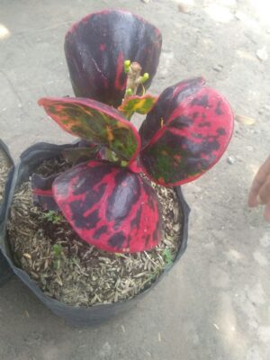 Jual tumbuhan puring Telor kerang