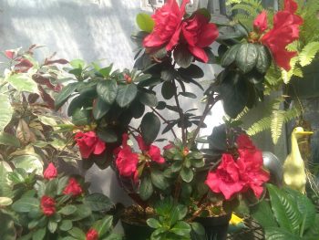 Bibit Tanaman Bunga azalea