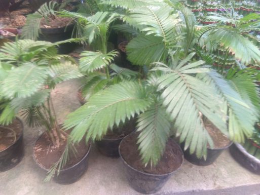 Jual tanaman palm rotan