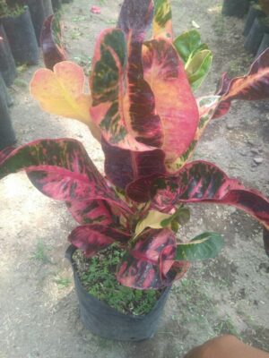Jual tanaman puring pink Andromeda