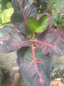 Jual Bibit tanaman puring Redjewel
