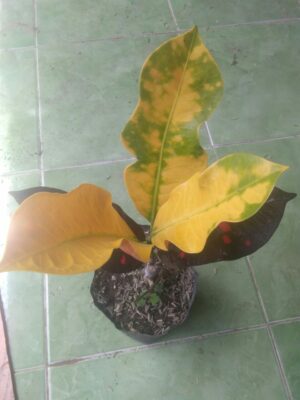 Jual Bibit tanaman puring seri busi