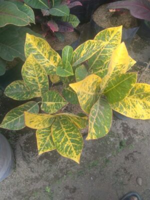 Bibit tanaman puring manila