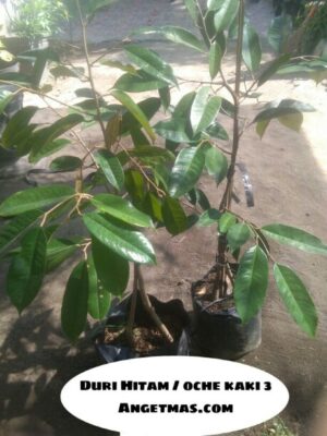 Tanaman buah Durian Duri Hitam kaki 3