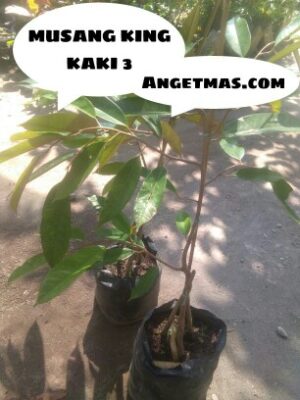 Bibit buah Durian Musang King Kaki 3