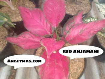 Jual Bibit tanaman bunga red anjamani