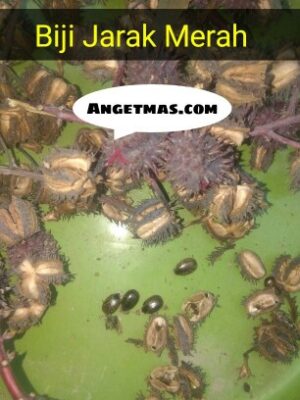 Jual Biji Jarak Merah