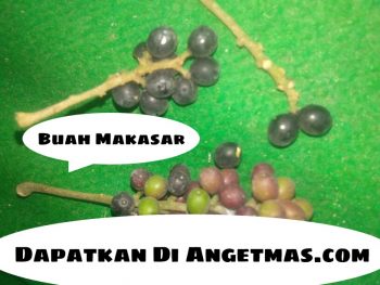 Buah Makasar