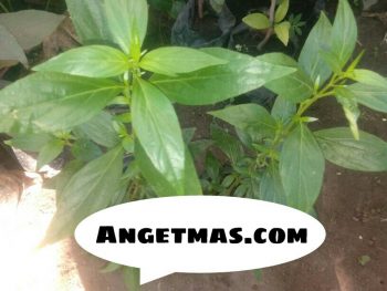 Bibit tanaman daun Sambiloto