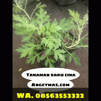 Jual Bibit tanaman baru cina