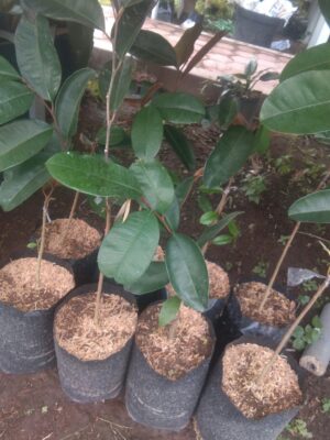 Bibit tanaman buah Kenitu ungu