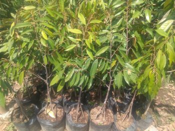 Jual Bibit tanaman buah musang king kaki 3