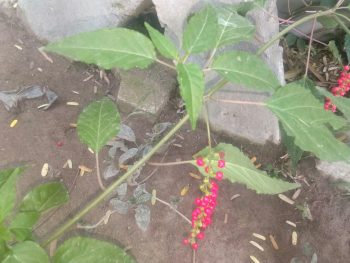 Bibit tanaman delapan dewa