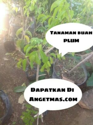 Tanamam buah plum
