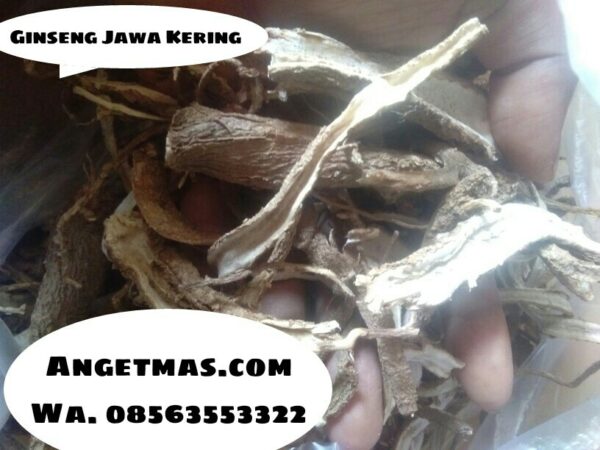 Ginseng Jawa Kering