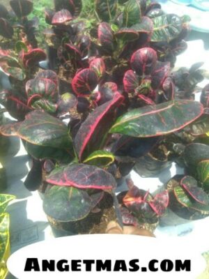 Jual Bibit tanaman puring apel centong