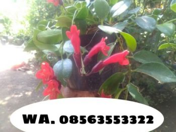Jual Bibit tanaman bunga lipstick bangkok, lipstik gantung bangkok
