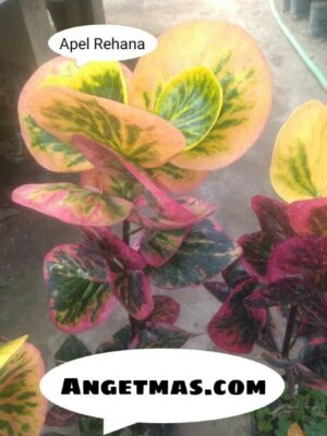 Jual Bibit tanaman puring apel rehana