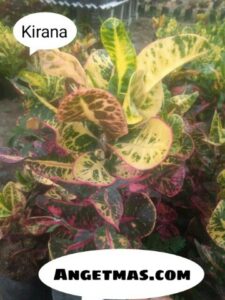 Bibit tanaman bunga puring kirana