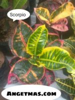 Jual Bibit tanaman puring Scorpio 