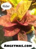 Jual tanaman puring rider