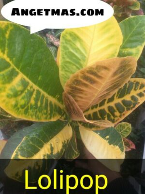 Jual tumbuhan puring lollipop