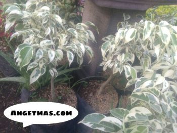 Tanaman beringin putih