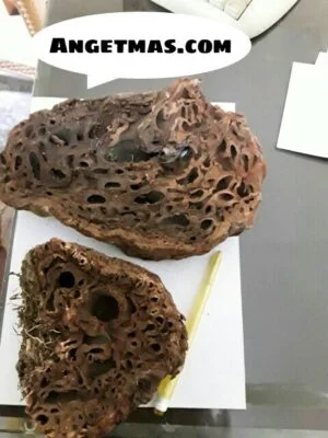 Jual Sarang semut Papua