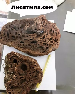Jual Sarang semut Papua