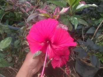 Tanaman bunga Sepatu Variegata