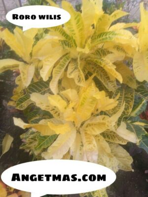 Jual Bibit tanaman puring Roro wilis