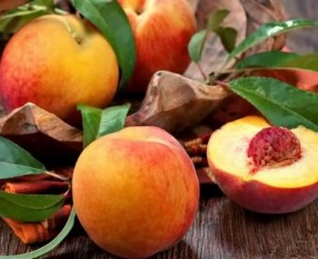 Jual Bibit tanaman buah persik