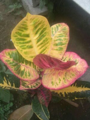 Tanaman puring black Monlight