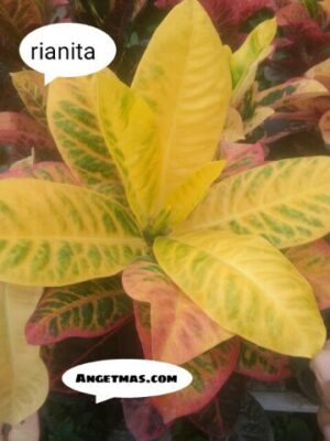 Tanaman puring Rianita