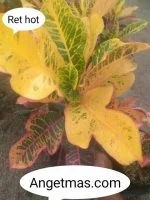 tanaman puring red hot