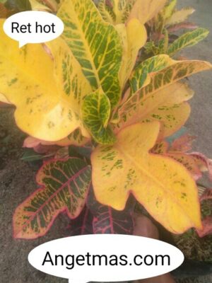 tanaman puring red hot