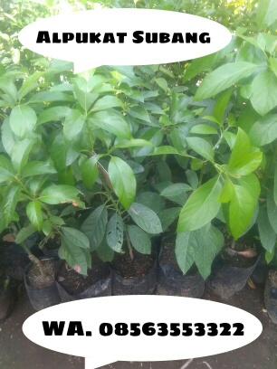 Jual Bibit tanaman buah Alpukat Subang
