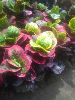 Bibit puring apel bosarin