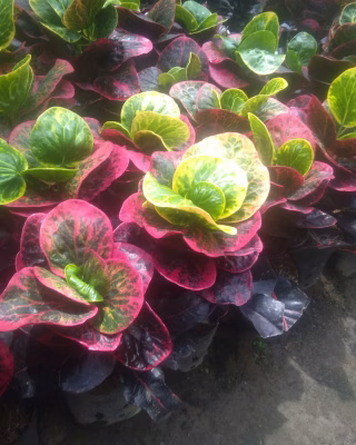 Bibit puring apel bosarin