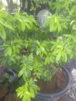 Bibit bunga Lavenia