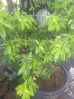 Bibit bunga Lavenia