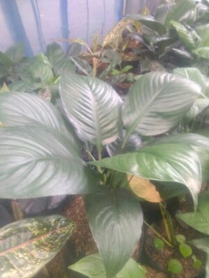 Bibit tanaman bunga Spatupilum bangkok