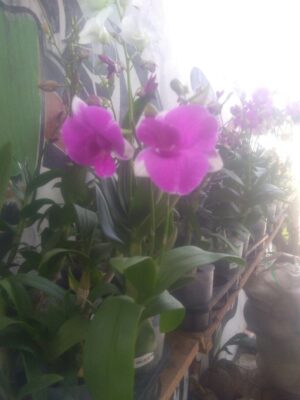 Bibit bunga anggrek dendro