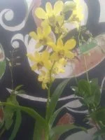Bibit bunga anggrek dendro warna kuning