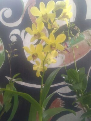 Bibit bunga anggrek dendro warna kuning