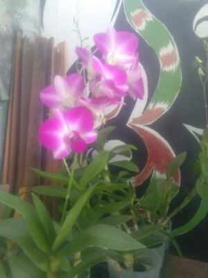 tanaman bunga anggrek dendro warna ungu corak Putih siap berbunga