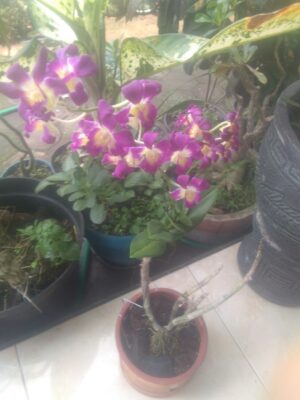 Jual bibit tanaman anggrek dendro
