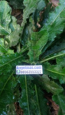 Daun tapak liman