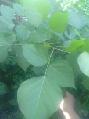 Manfaat daun dadap serep